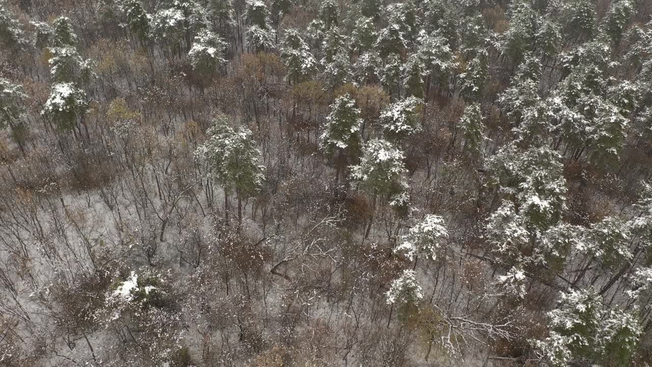 在冬季缓慢飞行在森林的4K无人机视频视频素材