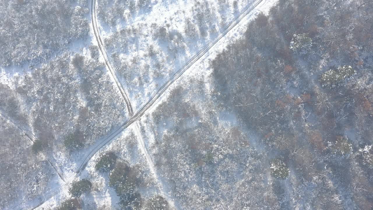 降落在积雪的常青树上的4K无人机视频视频素材