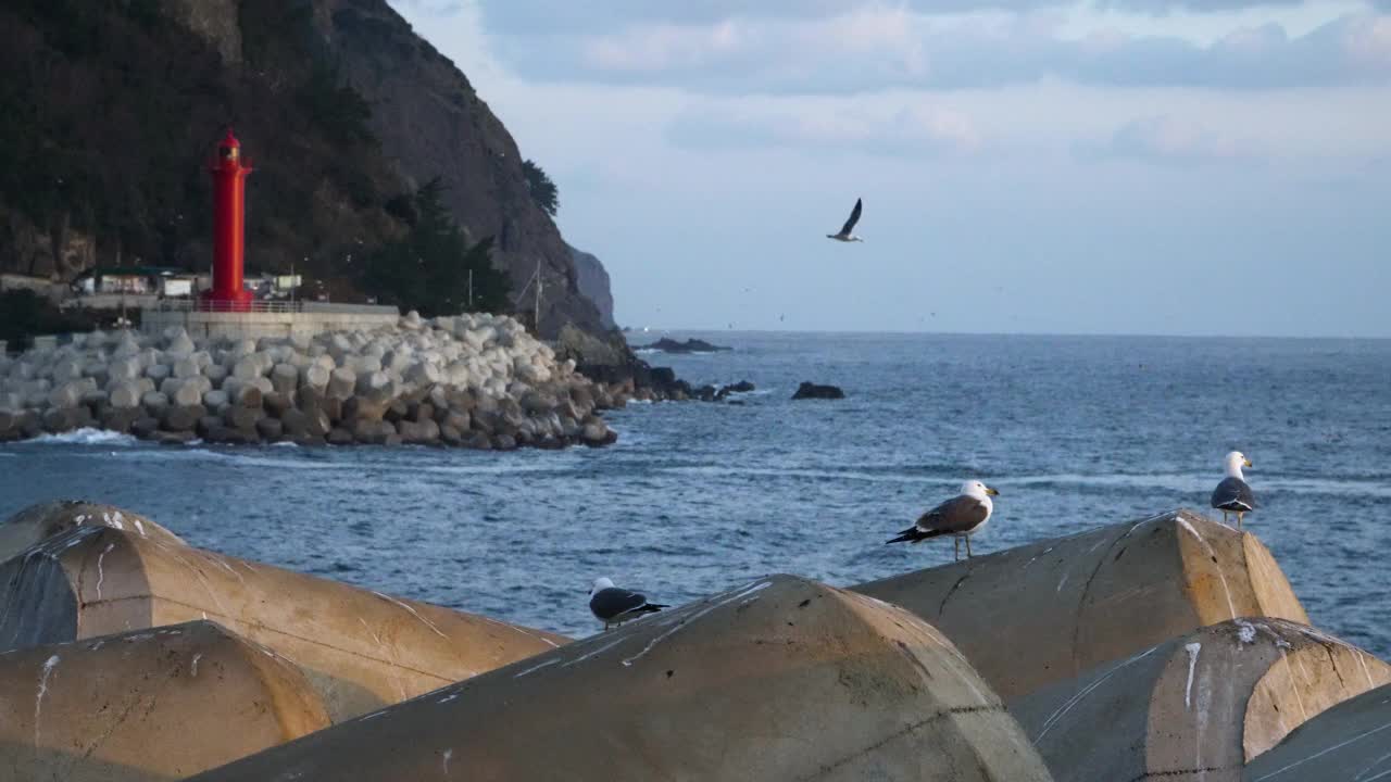 美丽的风景镜头，在济东港周围，海鸥，庆尚北道，乌连岛，韩国。2019年12月视频下载