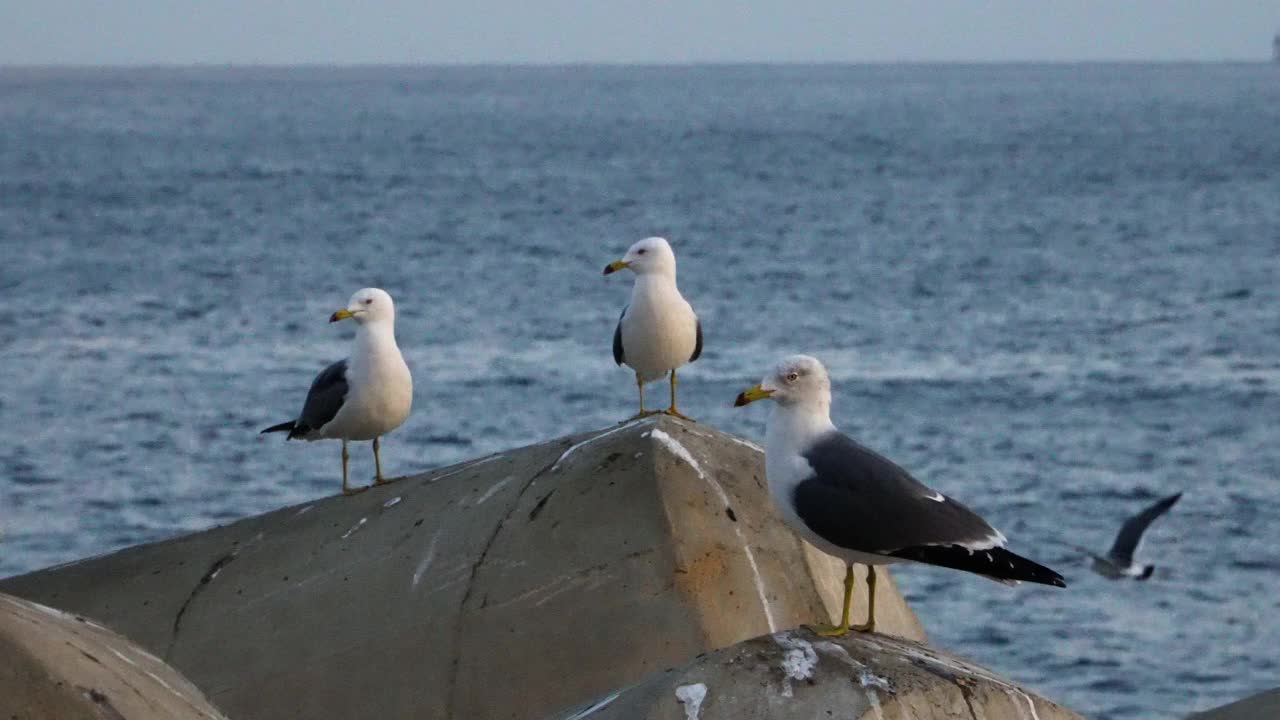 美丽的风景镜头，在济东港周围，海鸥，庆尚北道，乌连岛，韩国。2019年12月视频下载