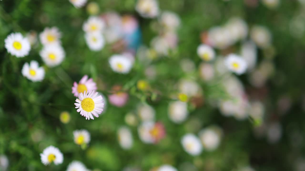 白色的雏菊。风舞的雏菊在田野自然花在春天视频素材