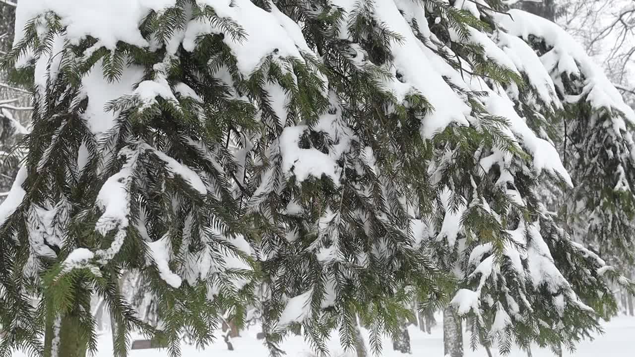 29、大雪纷飞，圣诞树上的叶子上飘着雪花视频素材