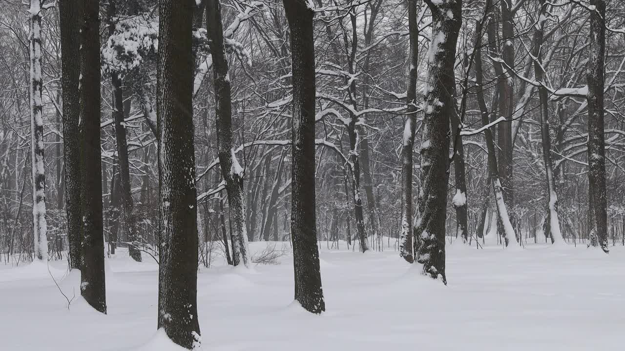 大雪和降雪在森林或公园视频素材