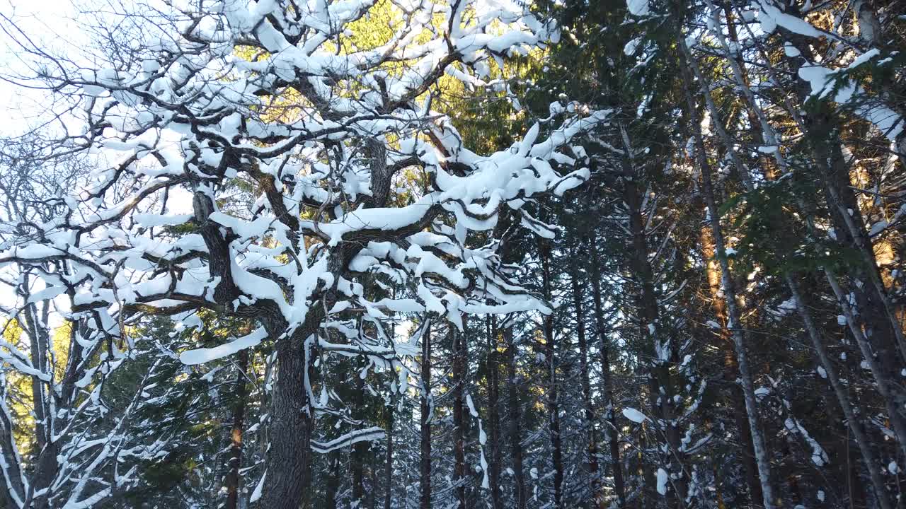 橡树与雪视频素材