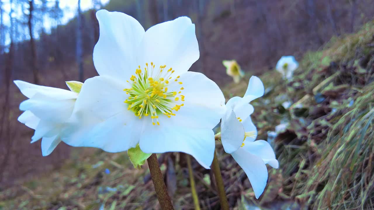 雪花莲花的细节视频素材