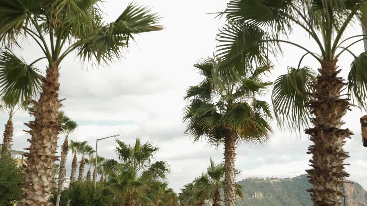 在棕榈树成行的街道上开车。热带棕榈树与树枝在风中移动，叶棕榈树在多云灰色的天空视频素材