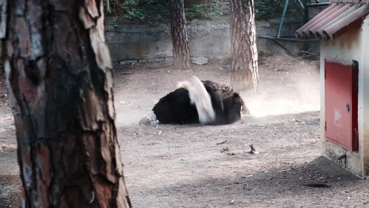 鸵鸟在动物园里用尘土或沙子洗澡。视频素材