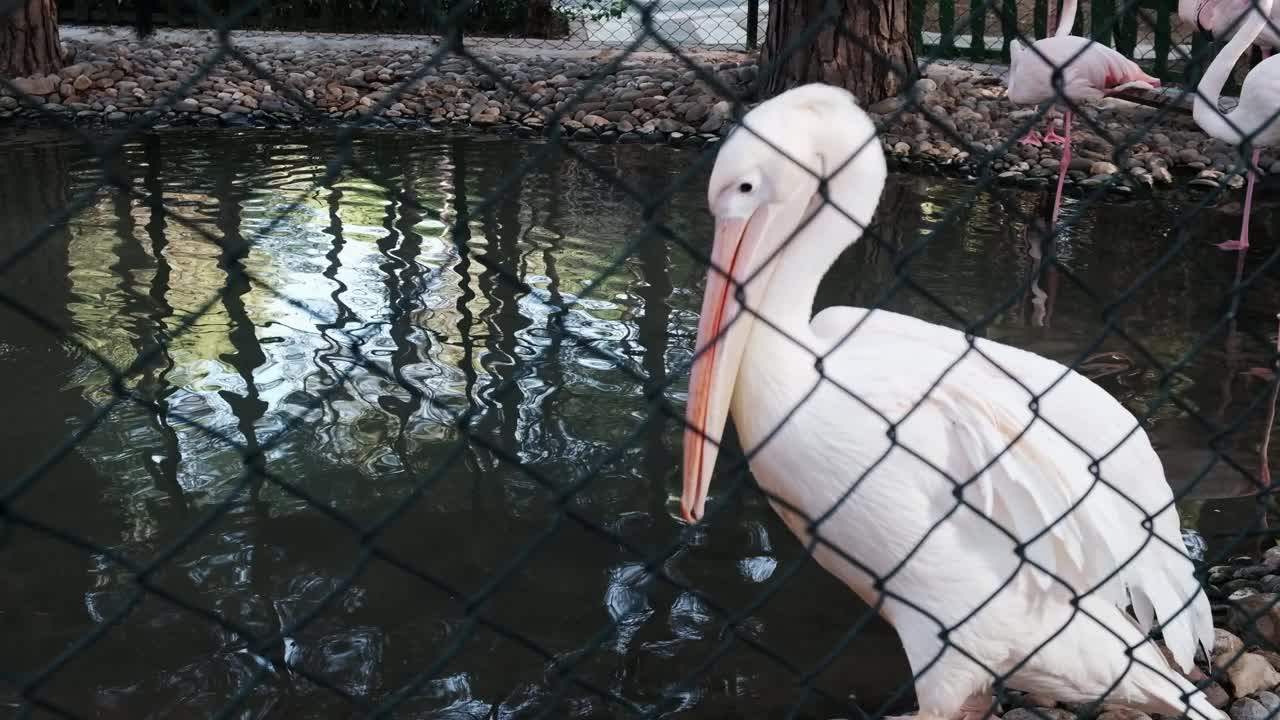 动物园里的白鹈鹕在湖附近通过移动喉咙袋觅食。视频素材