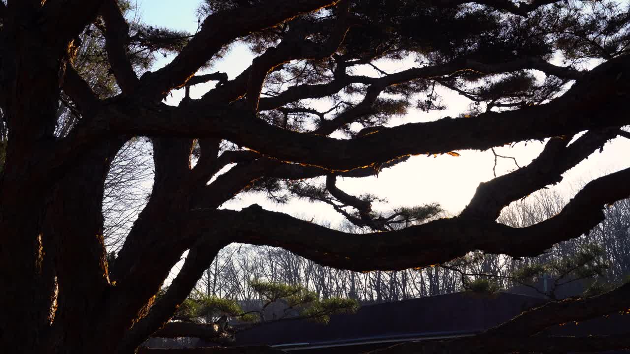 在冬天的阳光明媚的日子里，阳光穿过大松树视频素材