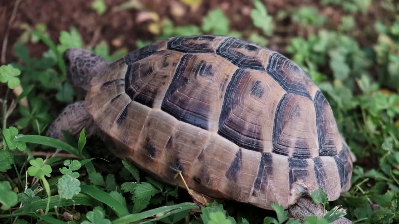 一只可爱的小乌龟在绿色的草地上慢慢地走。视频素材