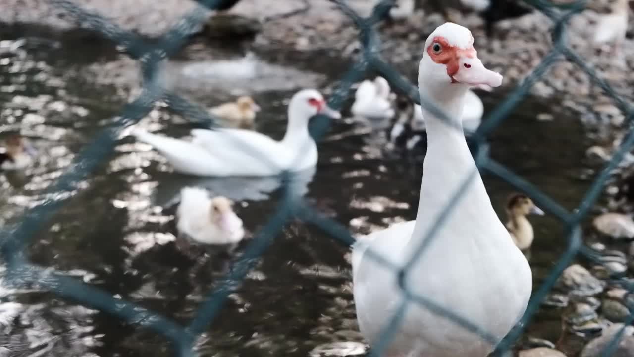 近距离观看一只白色的鸭子与红色的喙看着在一个动物园的篱笆后面的小鸭子。视频素材