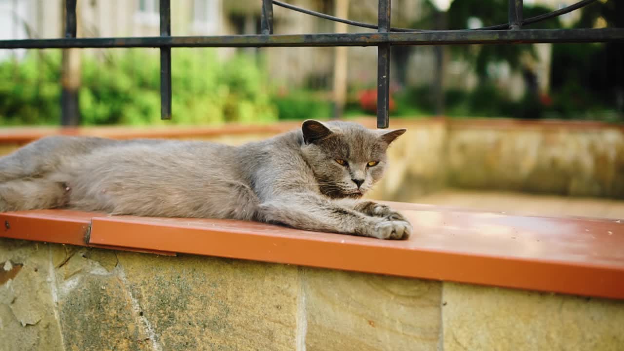 一只黄眼猫的美丽镜头。那只猫在街上休息。视频素材