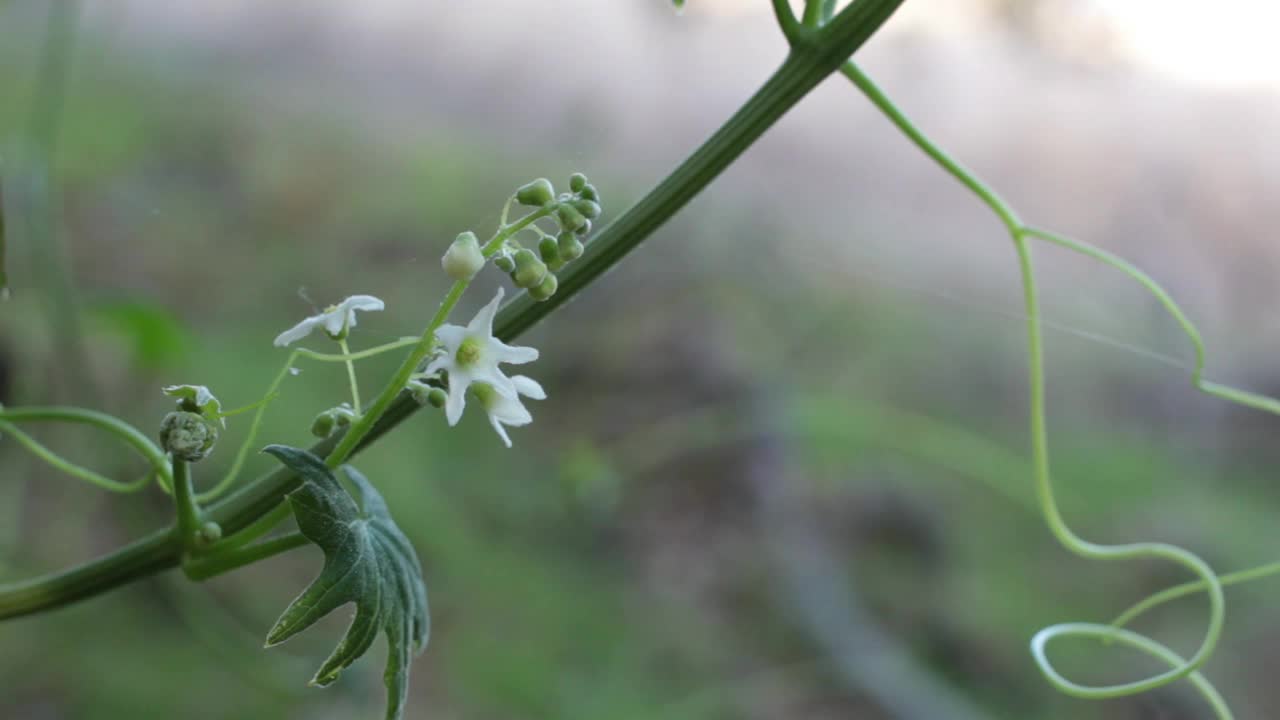 大果马拉花-托班加sp - 020421 v a视频素材