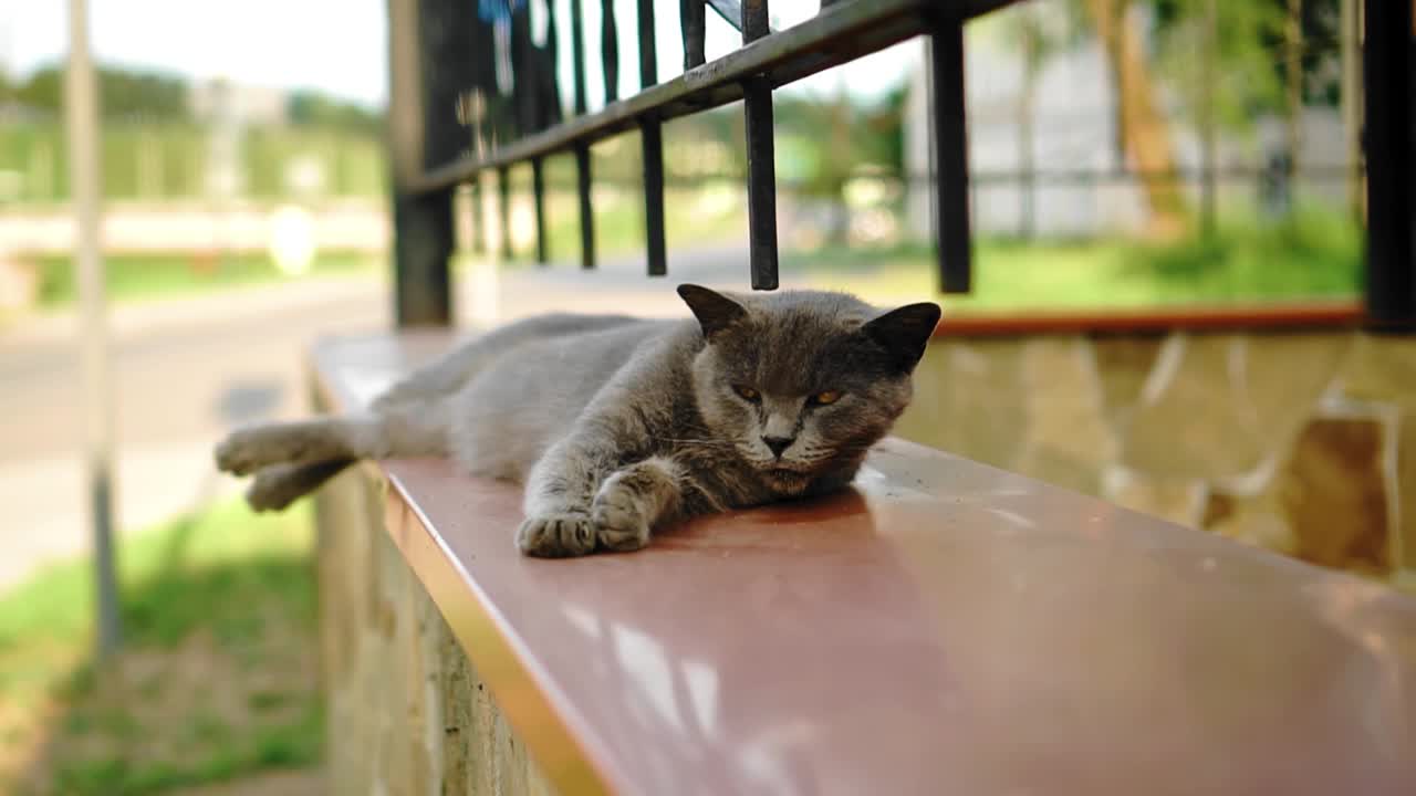 酷猫正躺在街上的篱笆上休息。很酷的傲慢的动物。视频素材