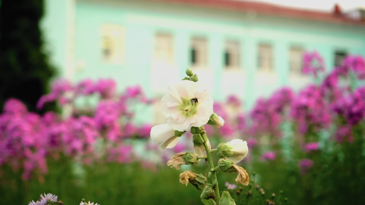 大黄蜂在公园的花上采蜜。酷酷的慢镜头视频素材