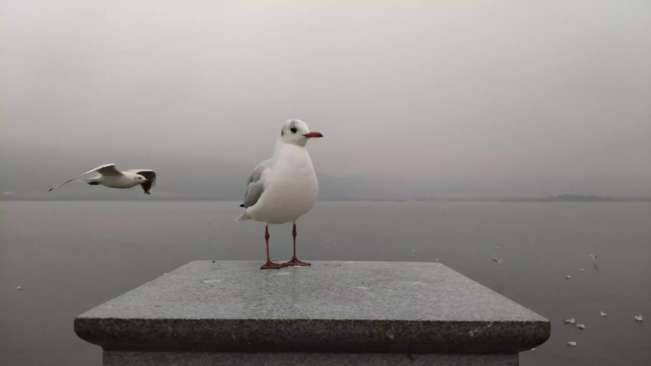 一种白色larus ridibundus寻找饲料视频素材