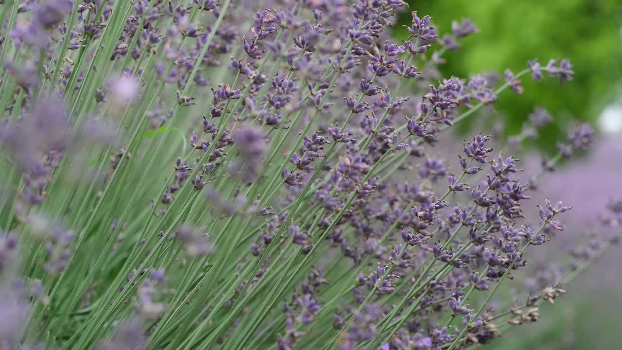 风中美丽的薰衣草花丛视频素材