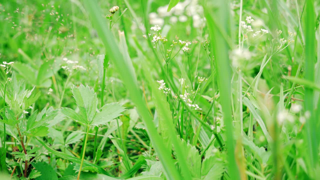 电动割草机工作。照顾花园视频素材