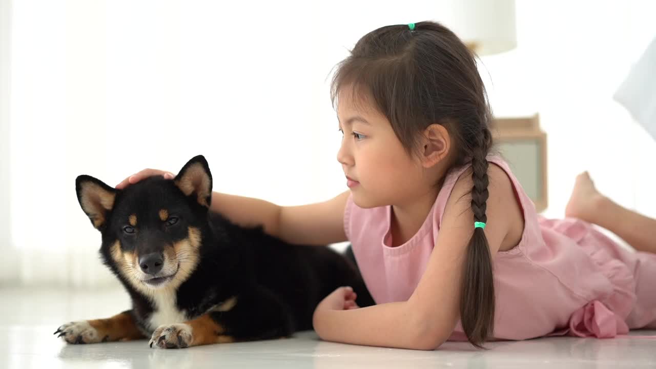 一个女孩在卧室里和一只日本柴犬玩耍。小女孩养小狗。视频素材