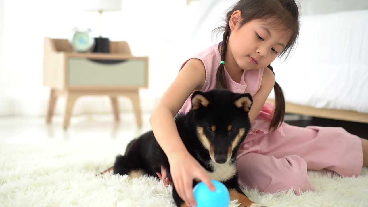 一个女孩在卧室里和一只日本柴犬玩耍。小女孩养小狗。视频素材