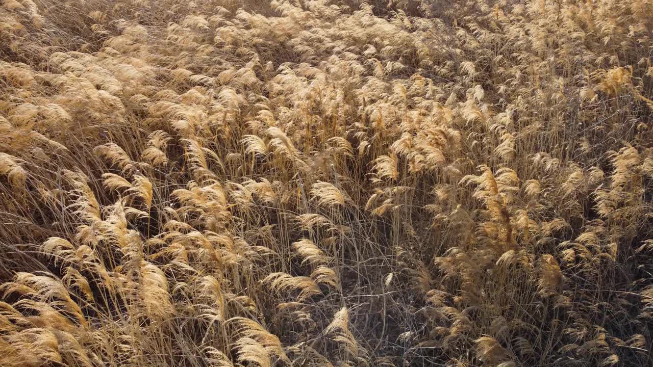 黄昏的银草视频素材