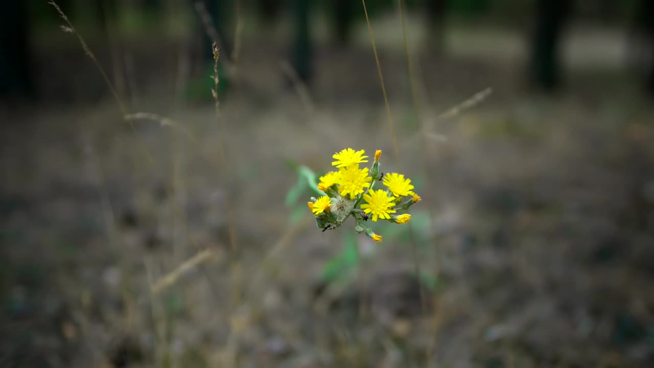 近距离隔离美丽的黄花视频素材