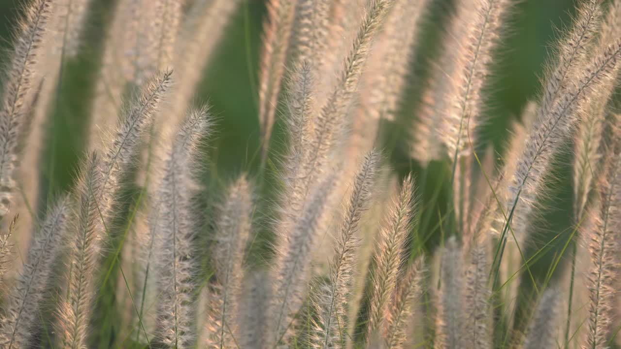 白芦苇草花视频素材