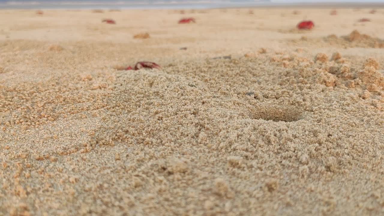 沙滩上一个洞里的沙子里的红蟹视频下载