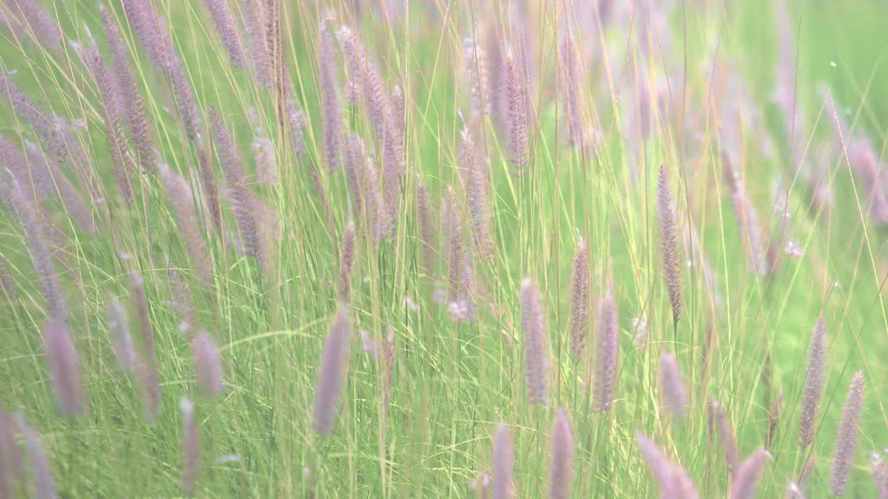 近距离的干草花流与风在冬季结束通过夏季季节，美丽的概念和背景视频素材