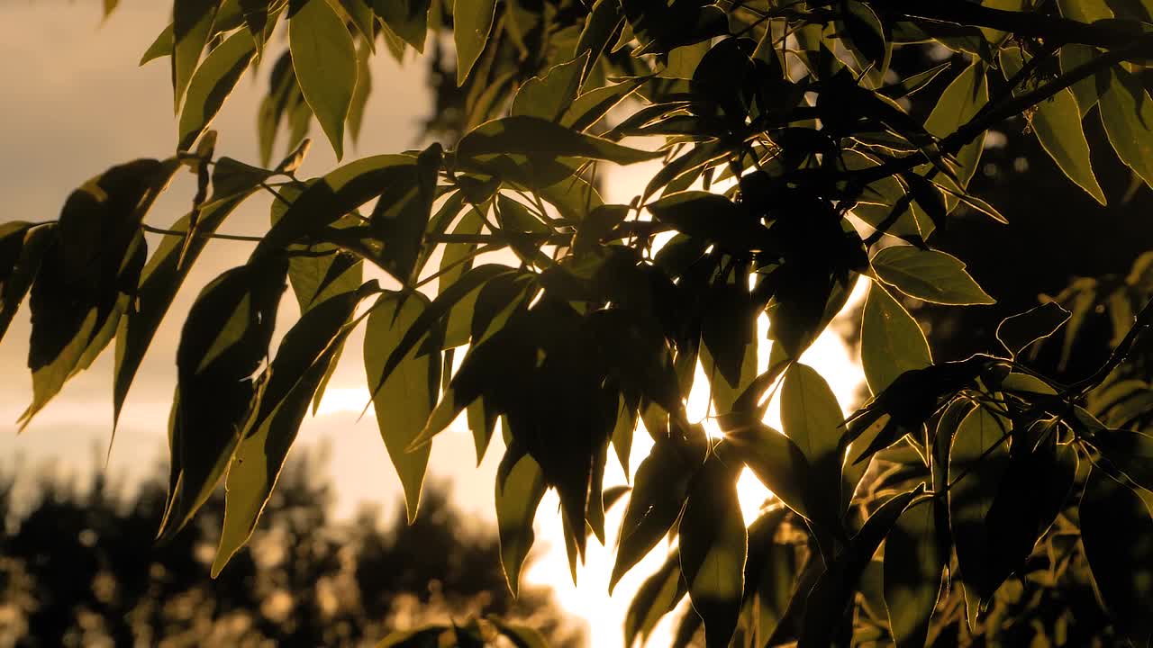 自然日落背景与剪影树叶-太阳镜头耀斑视频素材