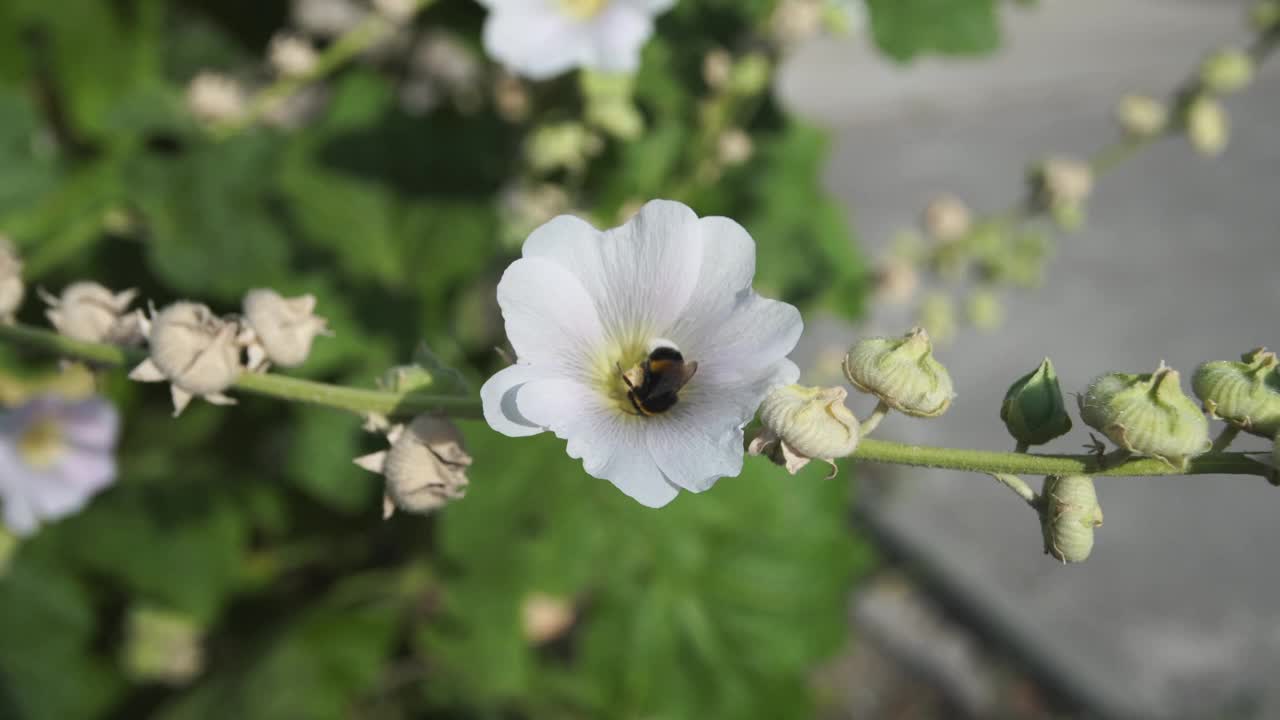 昆虫给花授粉的过程。视频素材