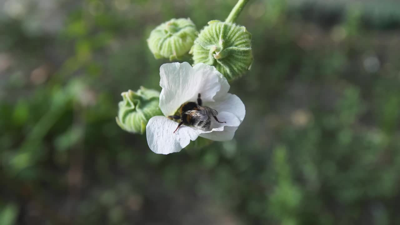 花园里由大黄蜂授粉的花。视频素材