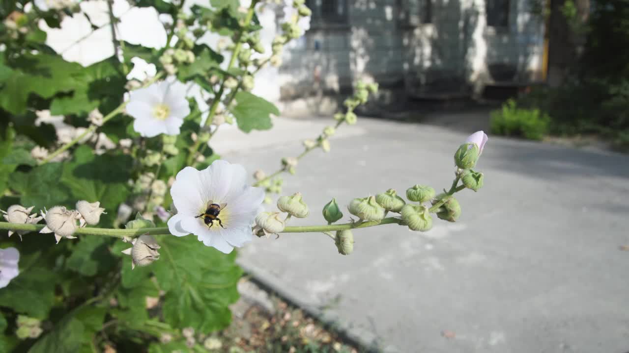 昆虫给花授粉的过程。视频素材