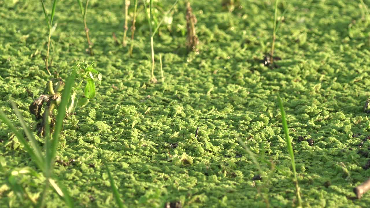 被浓密苔藓藻类覆盖的死水表面视频素材