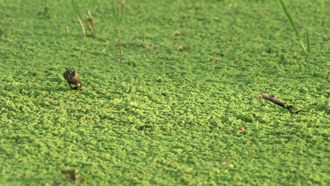 被浓密苔藓藻类覆盖的死水表面视频素材