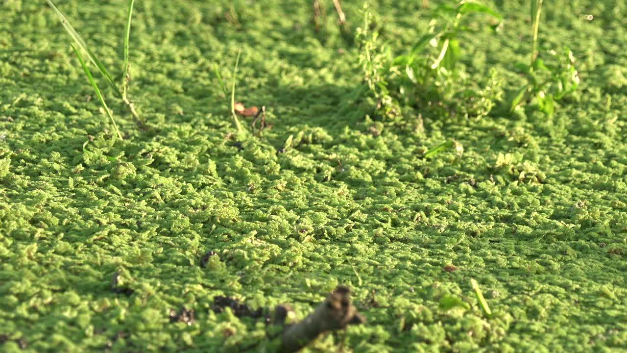 被浓密苔藓藻类覆盖的死水表面视频素材