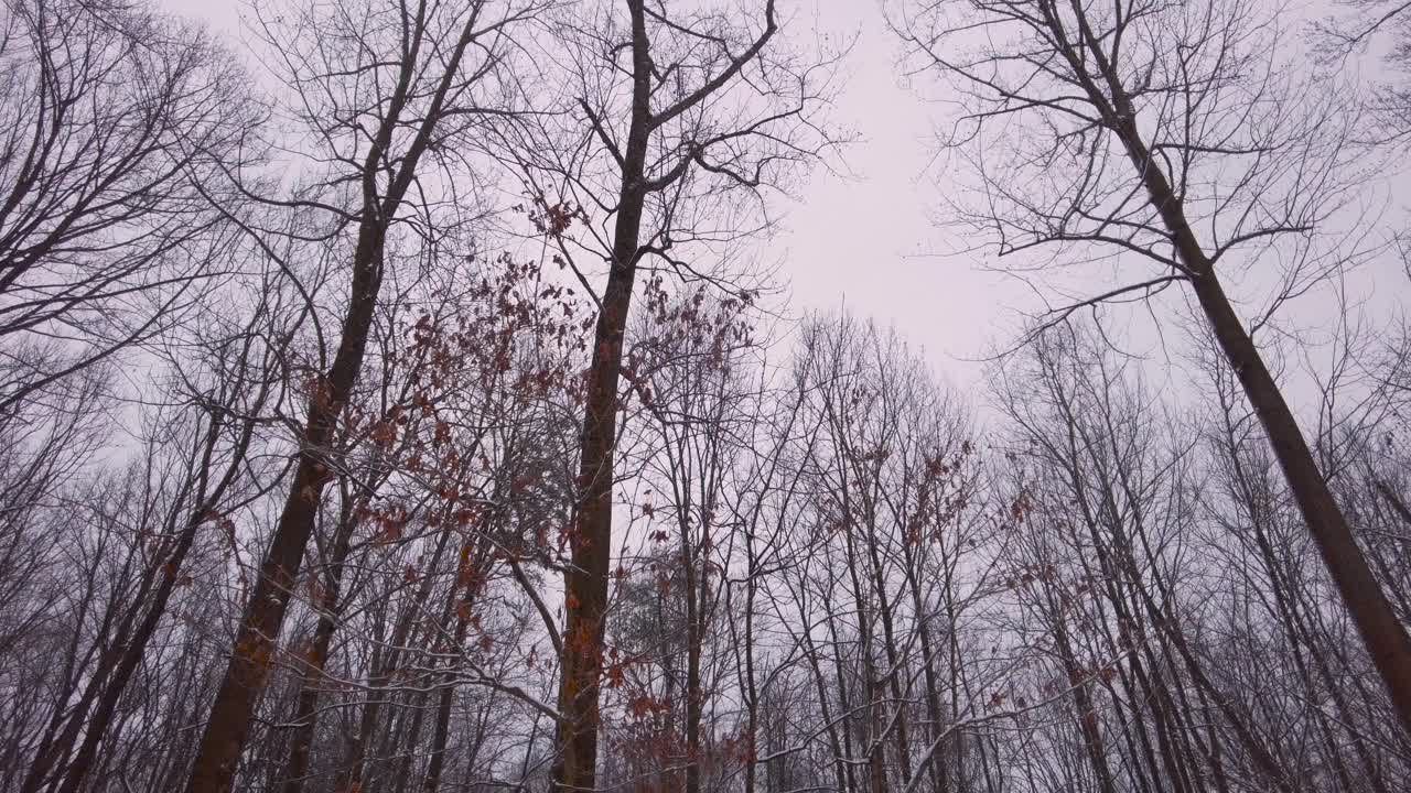 在大雪纷飞的冬日里，旋转着光秃秃的树木的镜头视频素材