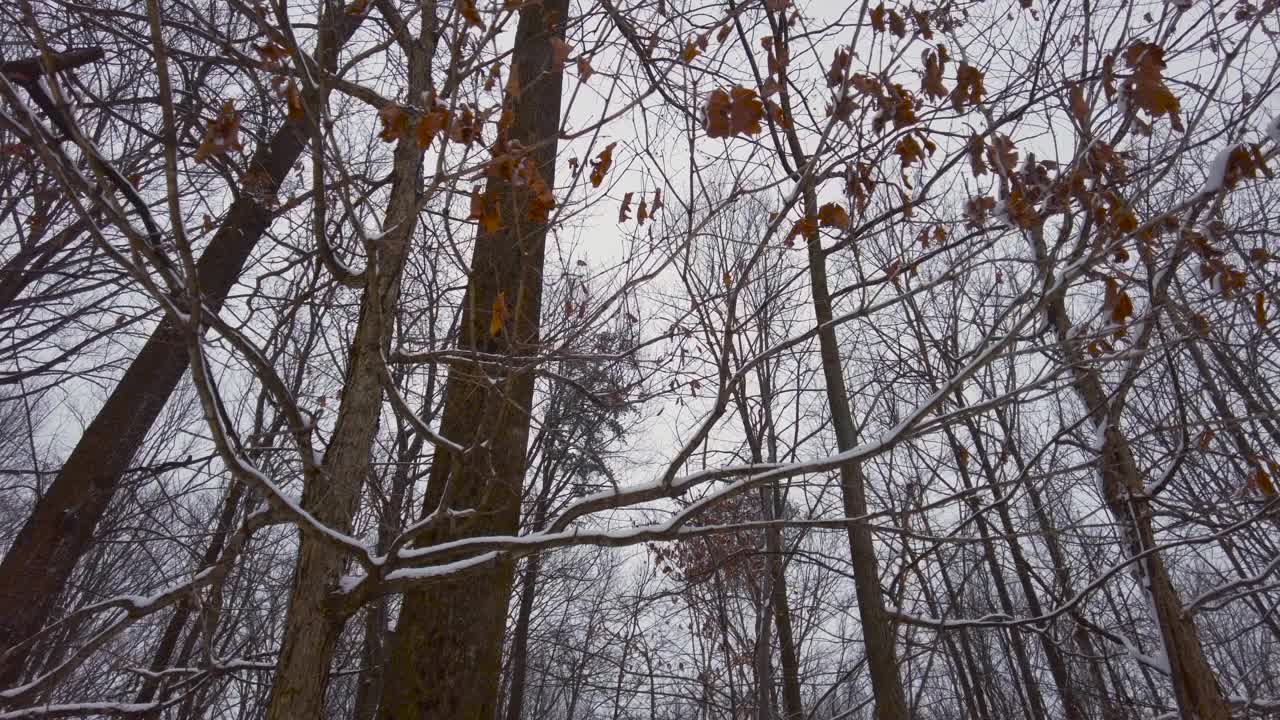 在大雪纷飞的冬日里，旋转着光秃秃的树木的镜头视频素材