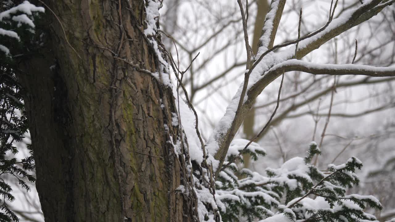 松鼠在雪地里的树枝上跳。视频素材