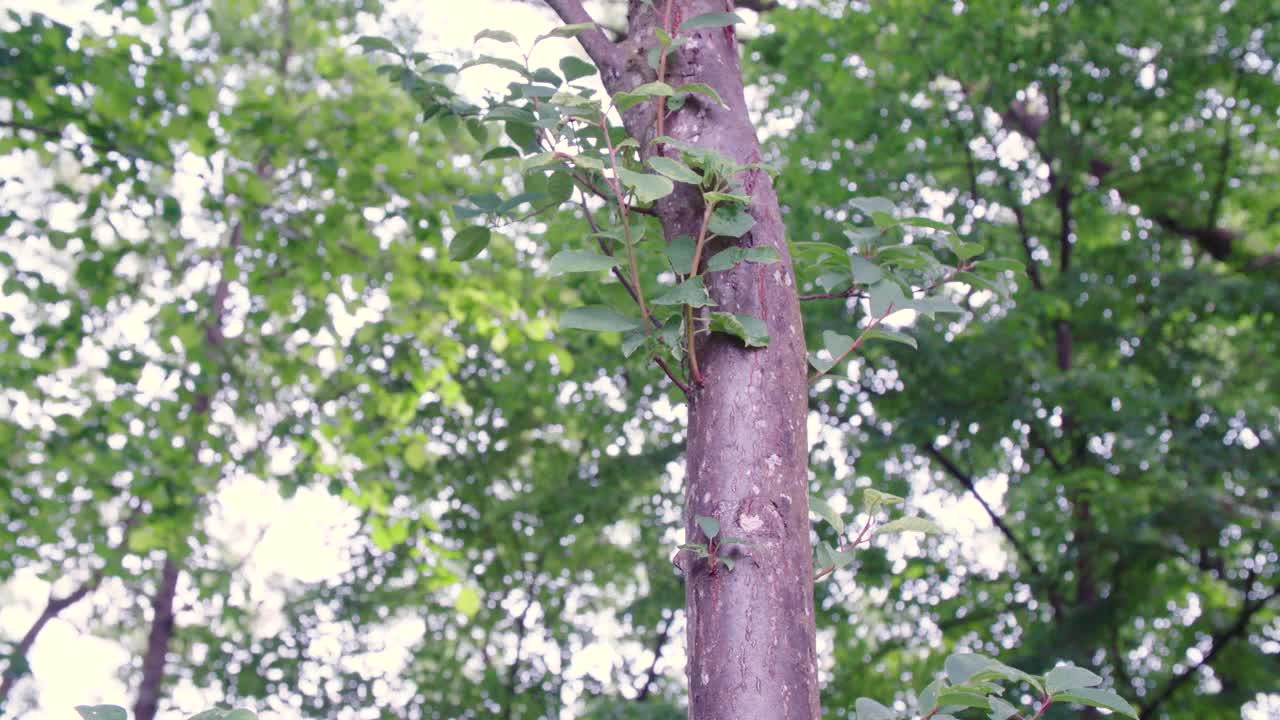 密林中的枯木，有嫩枝视频素材