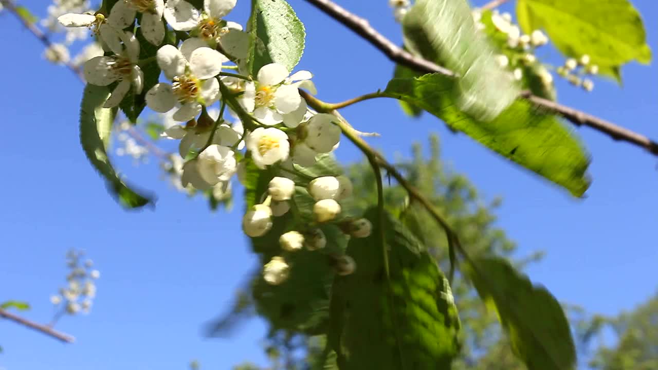 白色樱桃开花。视频素材