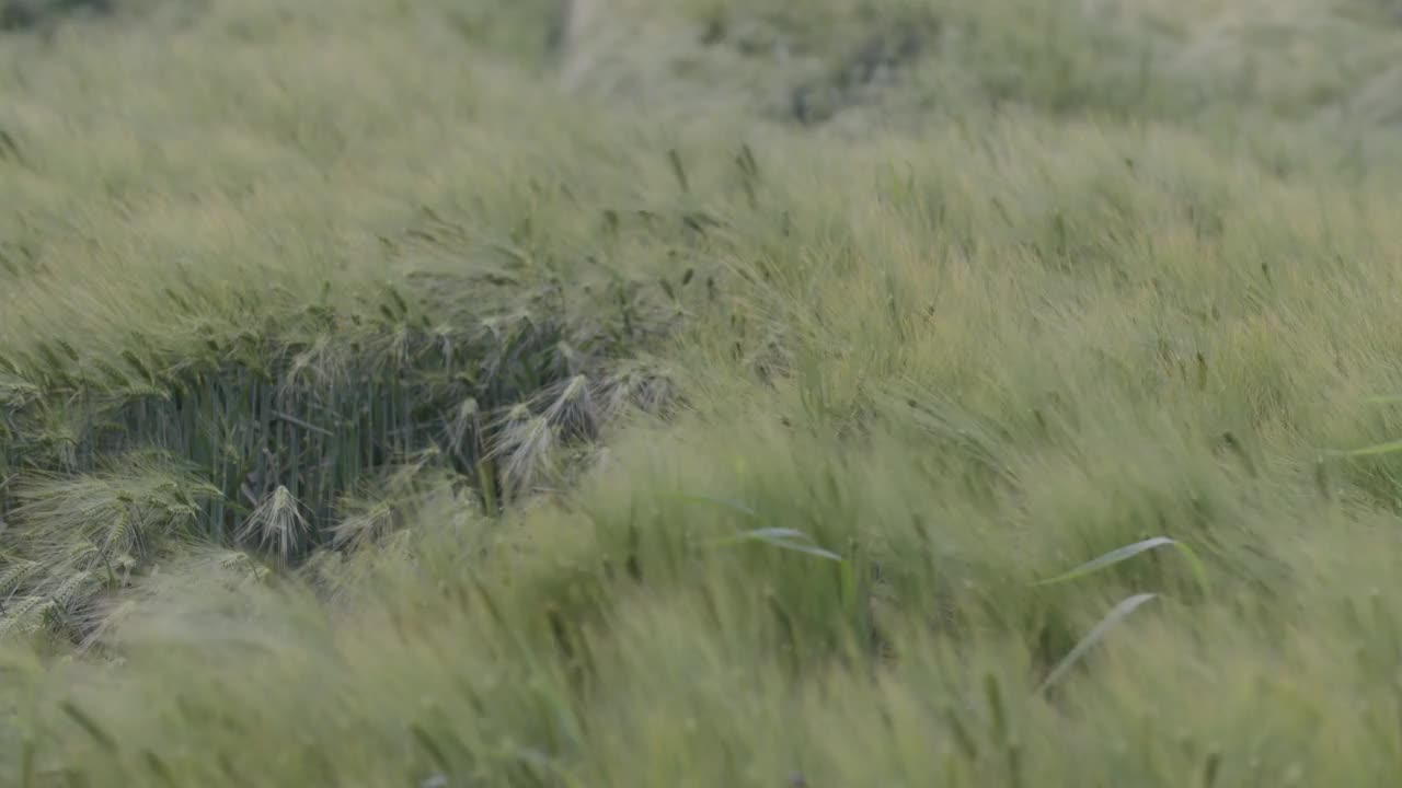 地里的青麦被冰雹毁坏了视频素材