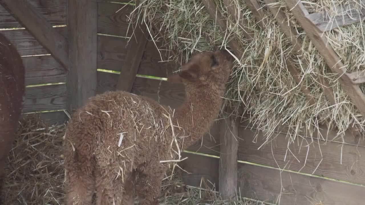 羊驼在谷仓里吃干草视频素材