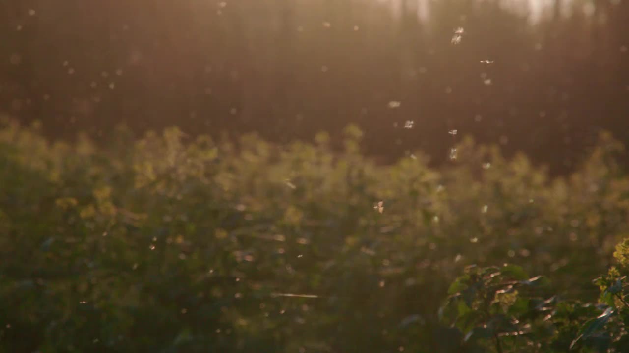 小阳春地里美丽的飞舞的昆虫和蜘蛛网视频素材