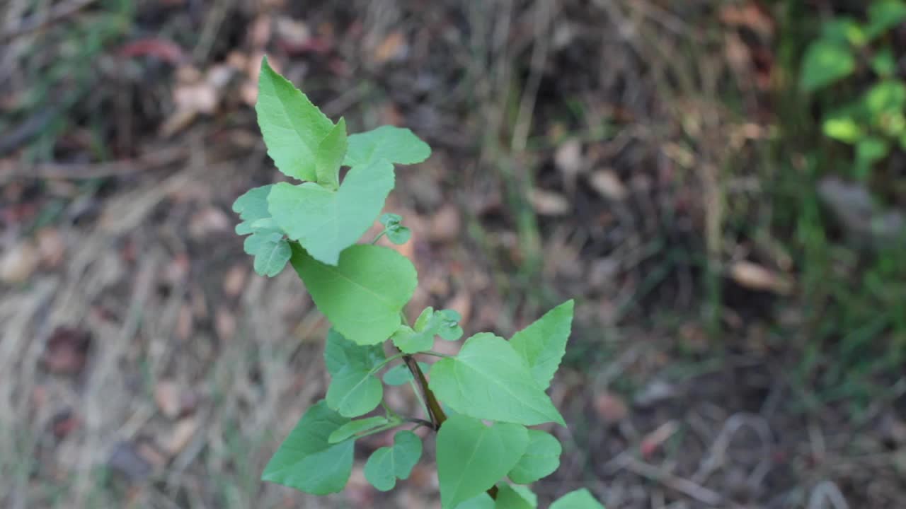 VENEGASIA car摊牌LEAF - TOPANGA SP - 020421 V A视频素材