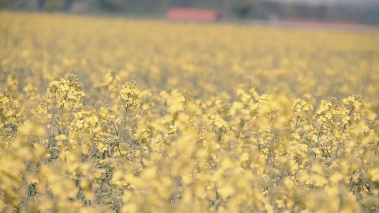 夏天的油菜地视频素材