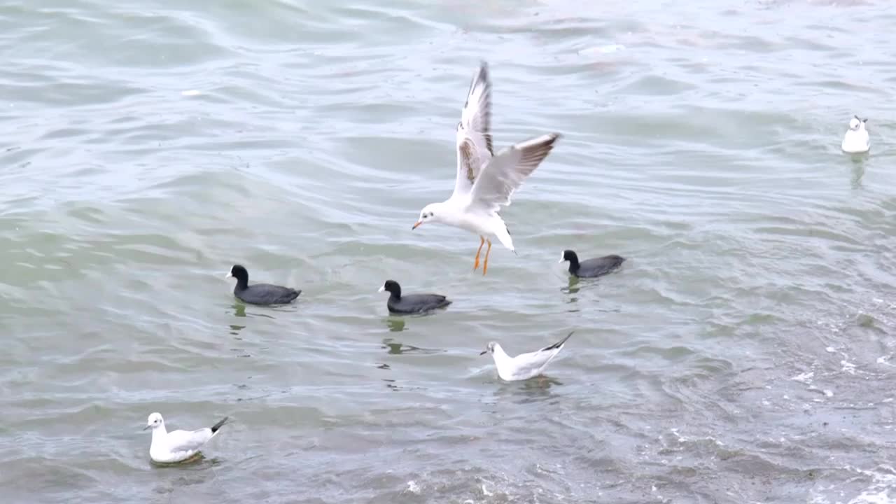 海鸥飞过海浪，然后它潜入水中视频素材