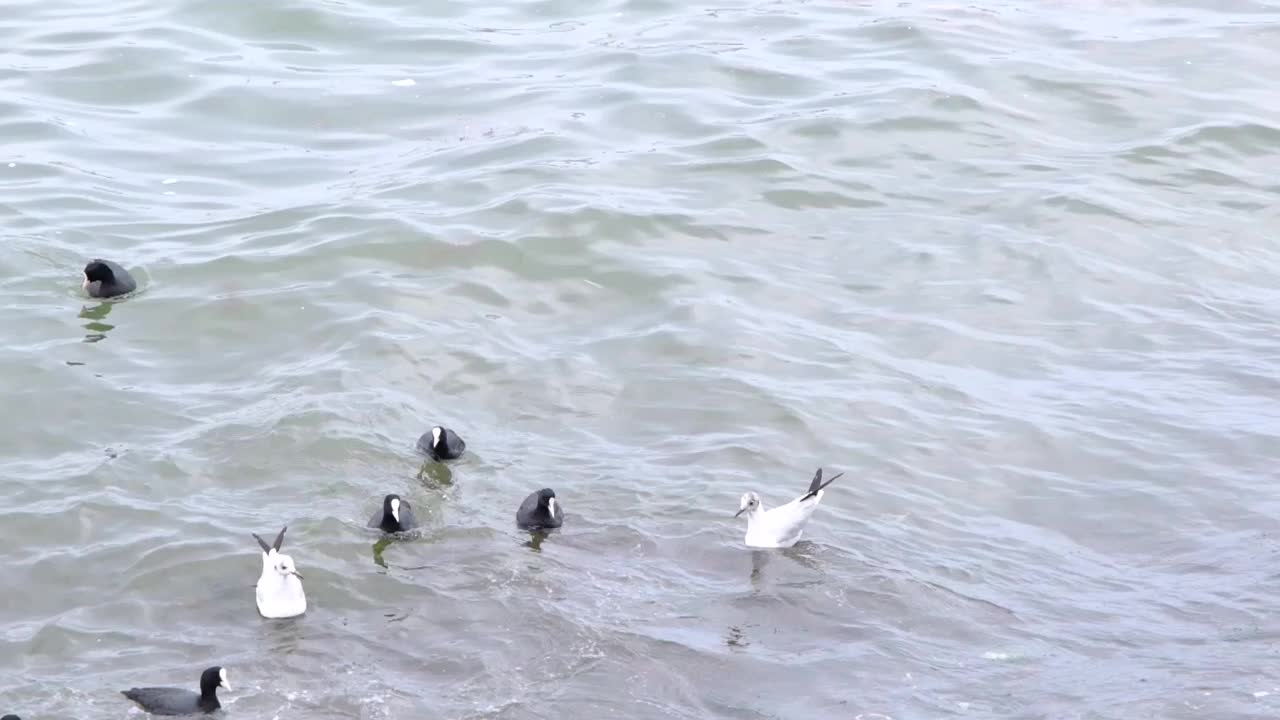 海鸥飞过海浪，然后它潜入水中视频素材