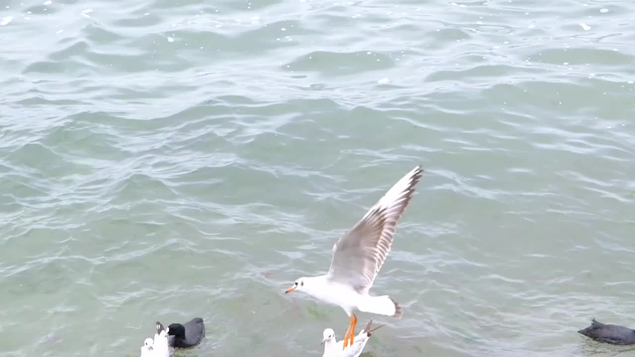 海鸥，黑鸬鹚游在绿松石般的大海里视频素材