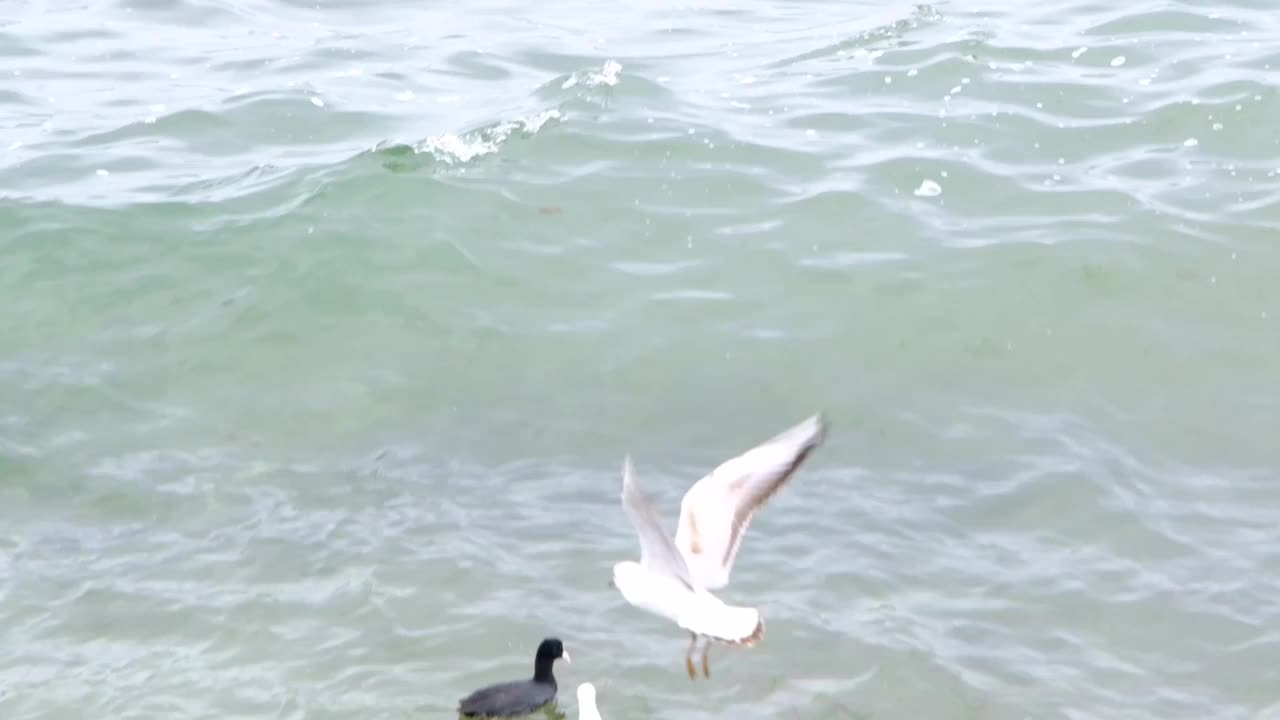 海鸥，黑鸬鹚游在绿松石般的大海里视频素材